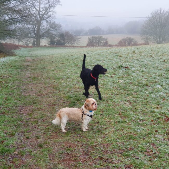 Dog boarding kennels in Worcestershire. Your dogs home from home