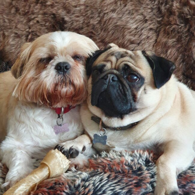 Woofy Woods dog boarding kennels in Worcestershire